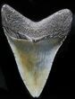 Megalodon Tooth - South Carolina #32868-2